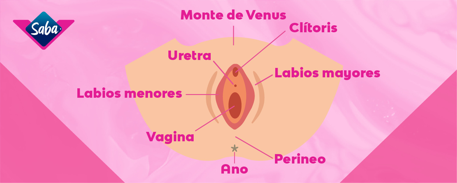 Partes de la vulva